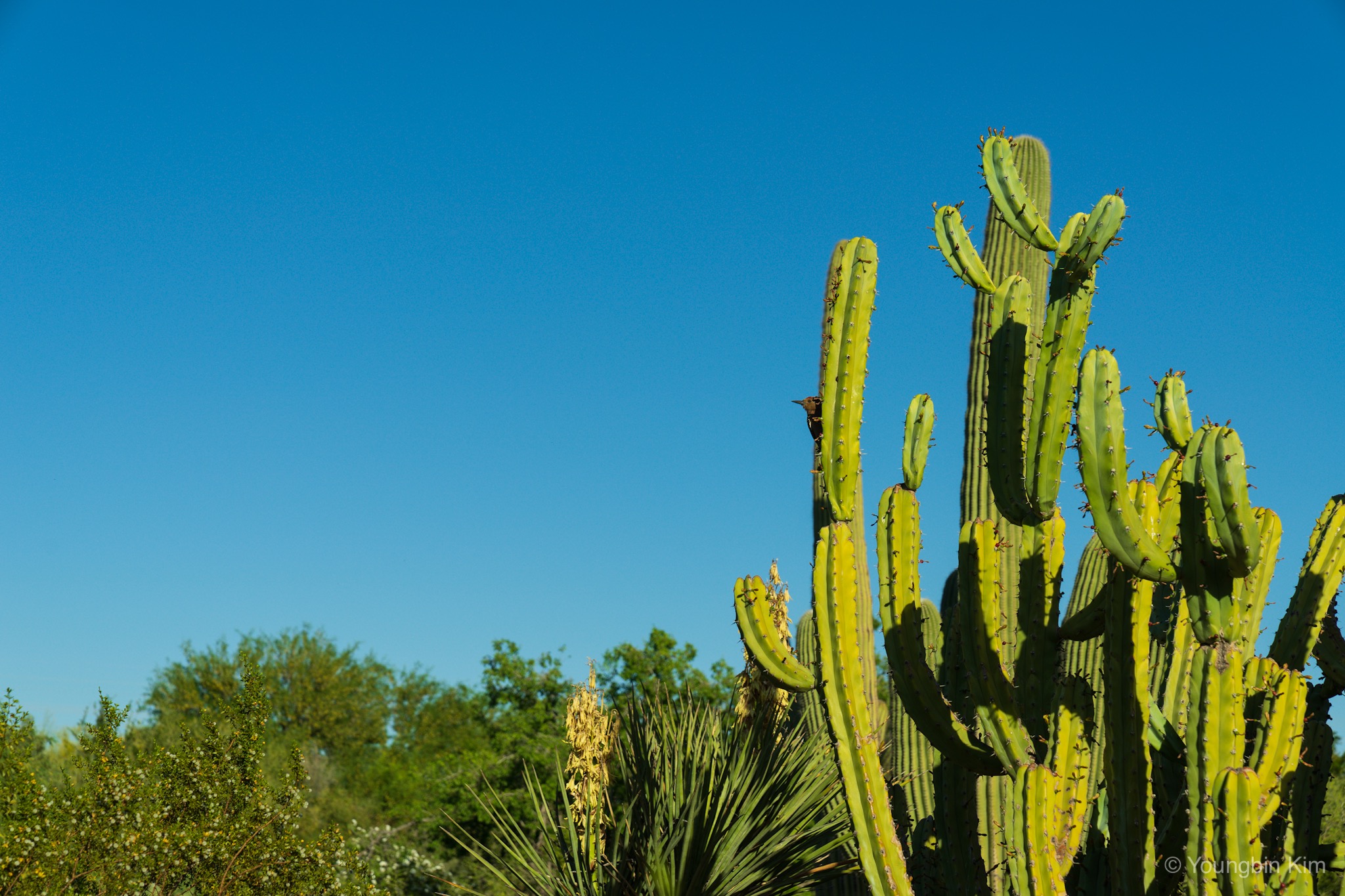 [피닉스 여행] Desert Botanical Garden, Phoenix, Arizona